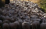 Las ovejas fueron el oro blanco de la Edad Media. Desaparecern algn da de nuestros campos?