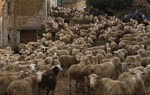 Rebao de ovejas en la Pobla del Bellestar, Castelln / Joaqun Campos.