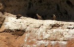 Buitreras cerca de Berlanga de Duero, en Soria / ALC