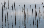 La Albufera de Valencia es una laguna costera de poca profundidad rodeada de arrozales y cerrada al mar por una barra de arena. Su nombre proviene del rabe y significa "mar pequeo" / Luis Moreno Morales.