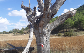 Campaña de la señalización senderista del Camino del Cid 2018 Campaña de la señalización senderista del Camino del Cid 2018