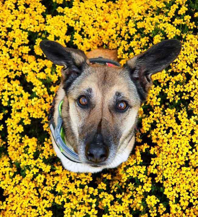 Hippie, el 50 por ciento de Bikecanine (Foto: Instagram Bikecanine)