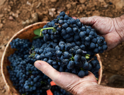 Gastro uvas en la Ribera del Duero