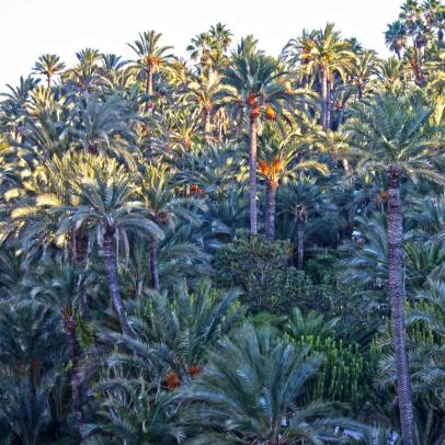Palmeral de Elche, declarado Patrimonio de la Humanidad UNESCO / ALC.