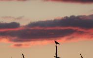 This carrion crow plays a very special role in the Poem of El Cid. Stanza 11 reads &#8220;Crows flew across to their right as they were leaving Bivar&#8221;. The direction of the flight of the carrion crow was seen as an omen. For travellers, as for El Cid, this bird is a symbol of good luck / ALC.