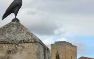 La corneja en la estatua ecuestre del Cid en Caleruega, Burgos. ALC