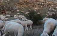 Las ovejas pastan extramuros, donde otrora se encontrara la ciudadela judía de Atienza / ALC.