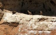 Vultures near Berlanga de Duero, Soria / ALC