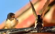 Little friends. Sparrows / Concepción Coronado Bravo