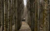 Invierno. Plantación de chopos en la ribera del río Duero, en Langa de Duero / ALC