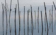 La Albufera de Valencia. This ancient marine gulf, evolved into a freshwater lake, is one of the most important wetlands in Spain. It has also been declared a Special Bird Protection Area / / Luis Moreno Morales.