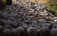 Las ovejas fueron el oro blanco de la Edad Media. ¿Desaparecerán algún día de nuestros campos?