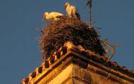 White storks, very common in the Spanish villages / ALC.