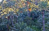 Palmeral de Elche, declarado Patrimonio de la Humanidad UNESCO / ALC.