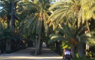 El Palmeral de Elche, declarado Patrimonio de la Humanidad UNESCO / ALC.