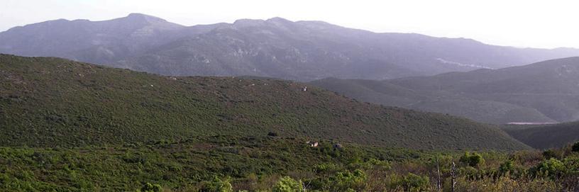 Bufali, Valencia. 