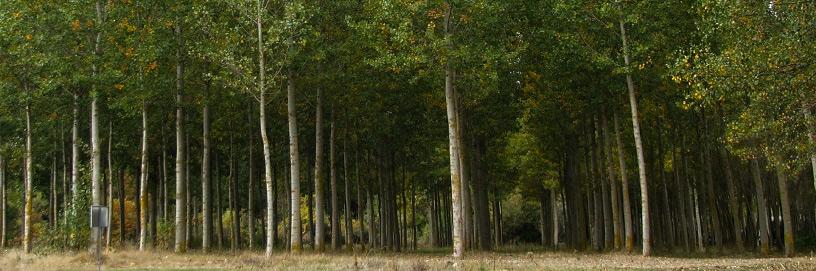Cardeñajimeno, Burgos.