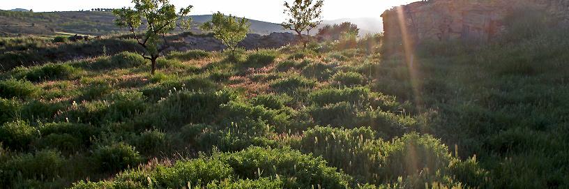 PAN-Pozuel-del-Campo-1,-Teruel.-ALC.jpg