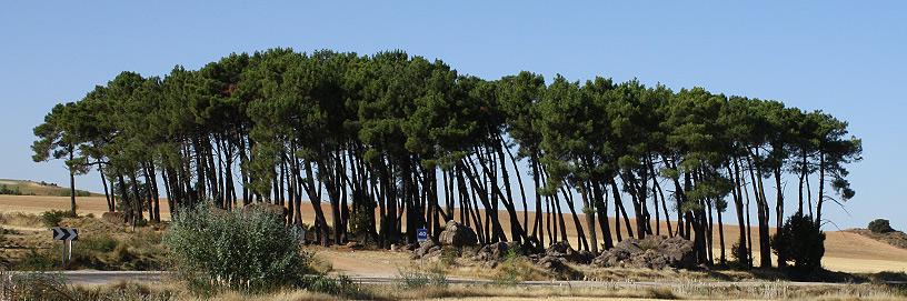 Zayas de Báscones, Soria