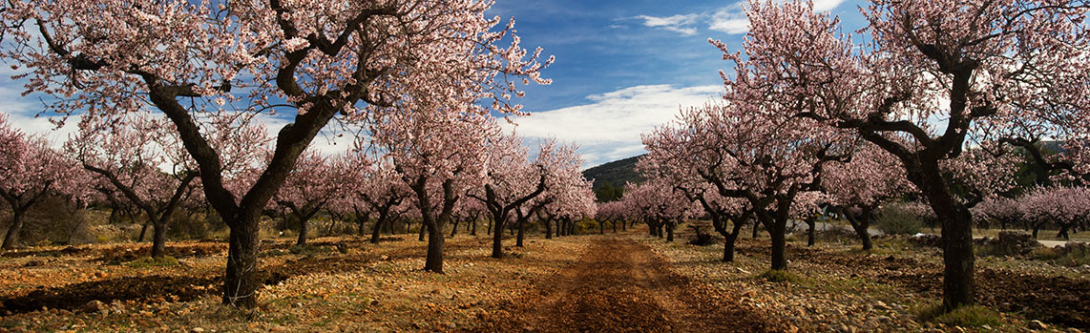 Gastro Almendros en flor en Alicante Gastro Almendros en flor en Alicante