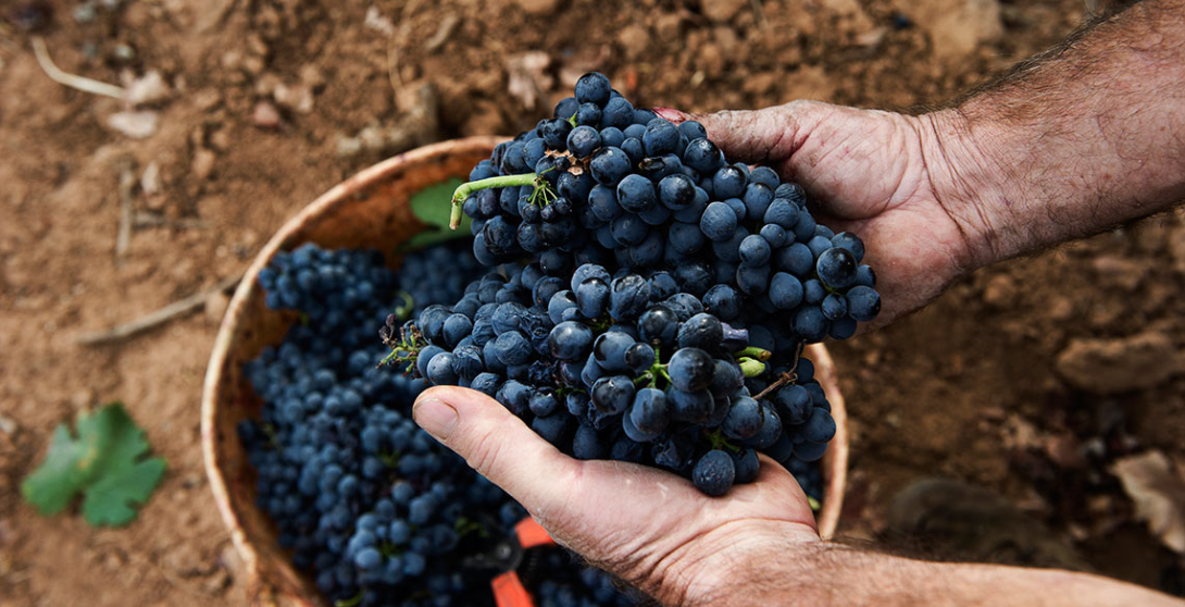 Gastro uvas en la Ribera del Duero Gastro uvas en la Ribera del Duero